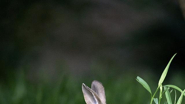 A cottontail rabbit sits in a yard next to Arcadia Trail Park. Explore how Easter, spring and the garden interconnect as symbols of renewal, salvation and the agricultural roots of religion in this reflective opinion piece.